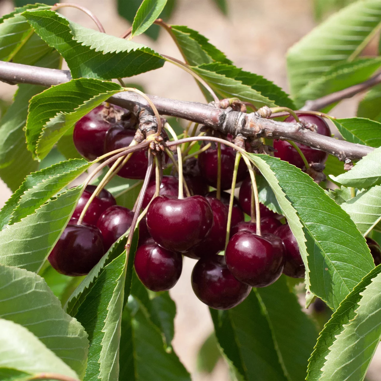 BioKirsche «Kordia» Kompakte biologische Obstbäume